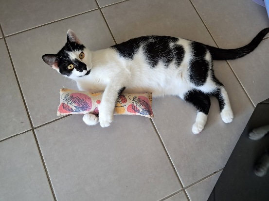 Adopter Alpha