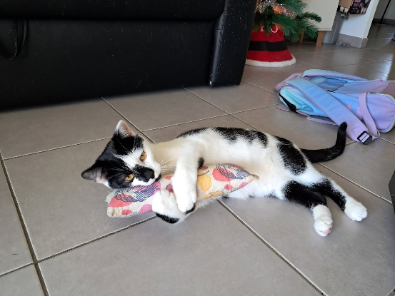 Adopter Alpha