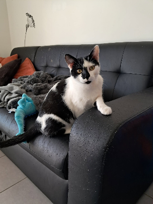 Adopter Alpha