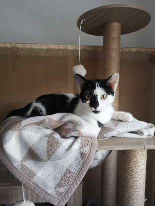 Adoption Alpha