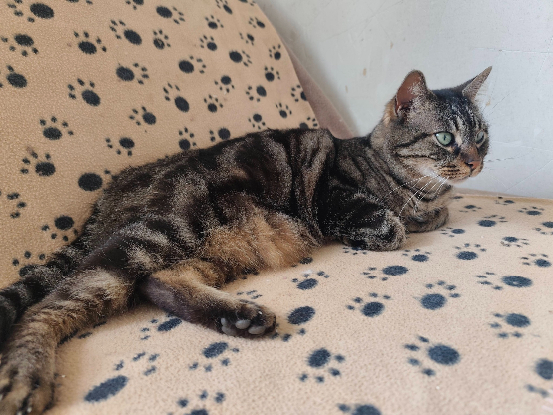 Adopter Buffy
