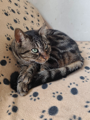 Adopter Buffy
