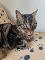 Adopter  chat : Buffy