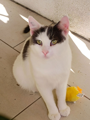 Adopter Zimba