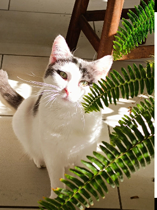 Adopter Zimba