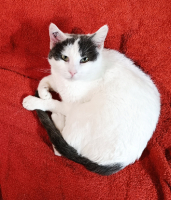 Adopter  chat : Zimba