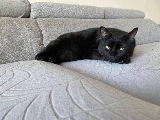 Adopter Anoireau