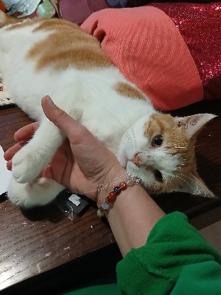 Adopter Ascott