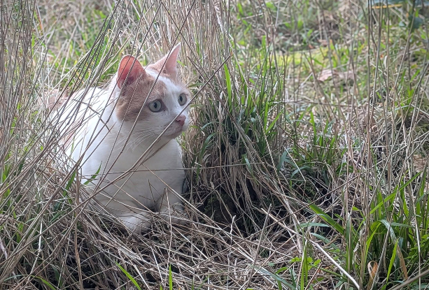 Adopter Alice