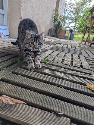 Adopter Sasha