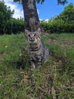 Adopter  chat : Sasha