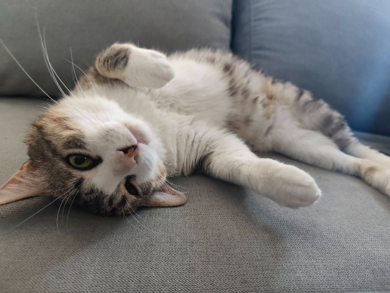 Adopter Bart