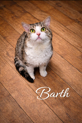 Adopter Bart