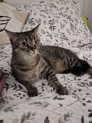 Adopter Pepette