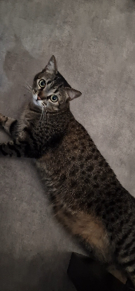 Adopter Pepette