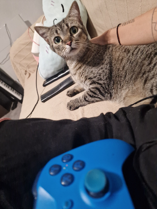 Adoption Pepette