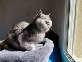 Adopter  chat : Beauté