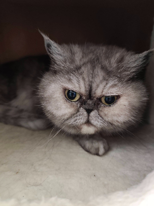 Adopter Beauté