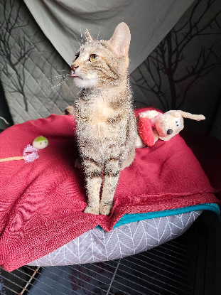 Adopter Babette