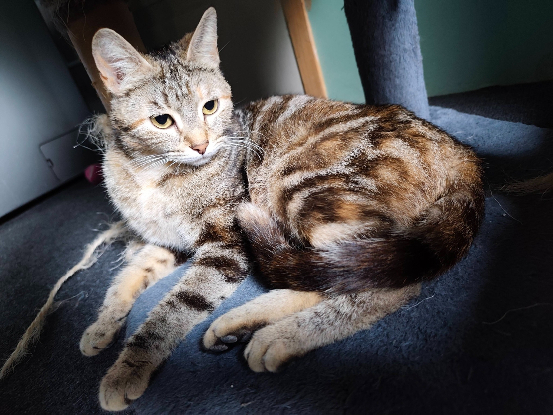 Adopter Babette