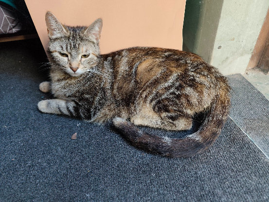 Adopter Babette