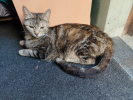 Babette