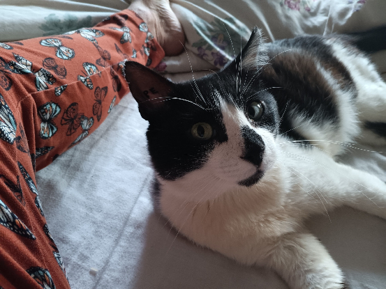 Adopter Aladin