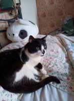 Adopter  chat : Aladin