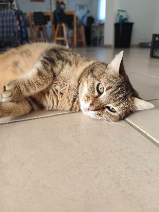 Adopter Gigi