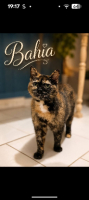 Adopter  chat : Bahia