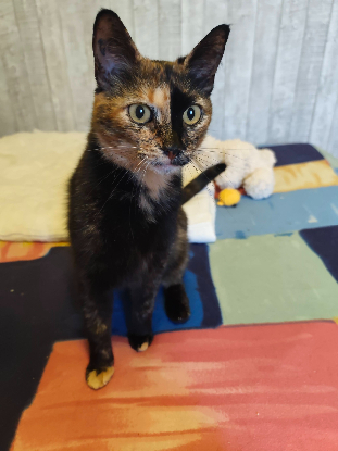 Adopter Noisette