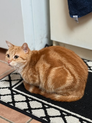 Adopter Cookie