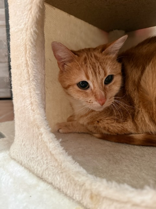 Adopter Cookie