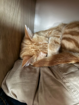 Adopter Cookie