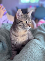 Adopter  chat : Alto
