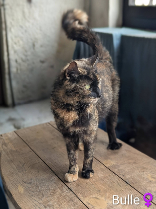 Adopter Bulle