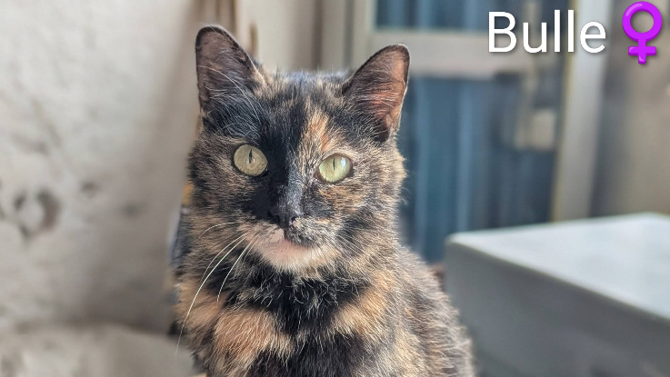 Adopter Bulle