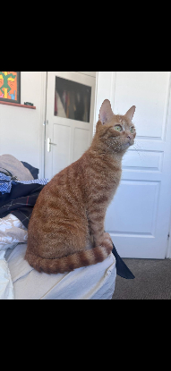 Adopter Lola