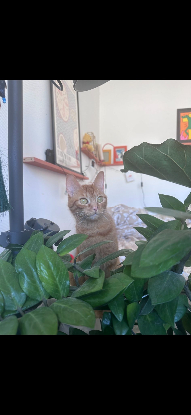 Adopter Lola