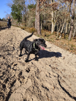 Adopter  chien : Tsuky
