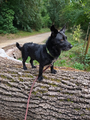 Adopter Tsuky