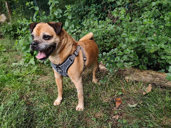 Adoption Ibra