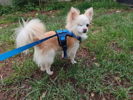 Adopter  chien : Poum