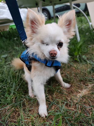 Adopter Poum