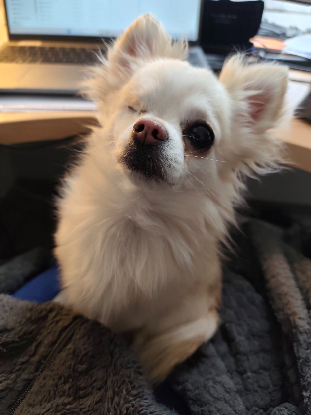Adoption Poum