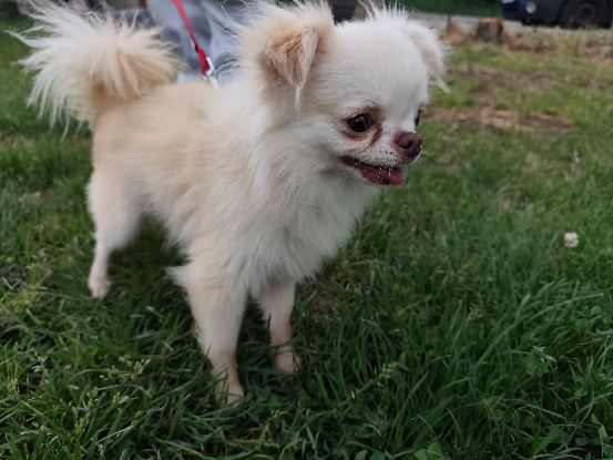 Adopter Snoopy