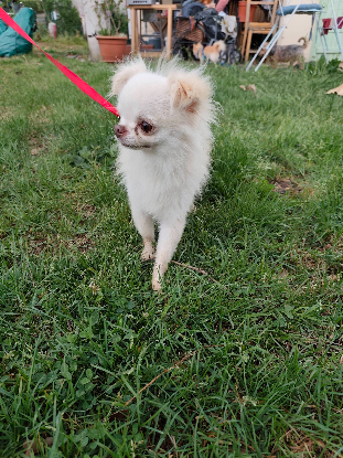 Adoption Snoopy