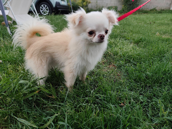 Adopter Snoopy