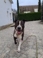 Adopter  chien : Murphy