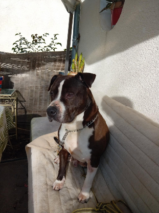 Adopter Murphy